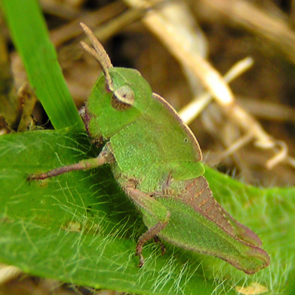 Photo of Chortophaga viridifasciata by <a href="http://www.flickr.com/photos/jlucier/ ">Jacy (JC) Lucier</a>